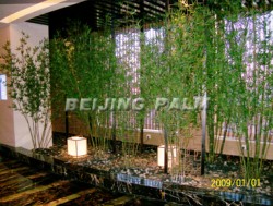 High Level Bamboo Tree(4m)