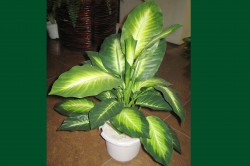 Artificial Plant – Evergreen