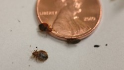 Get Rid Of Bed Bug