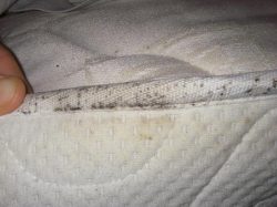 Bed Bug Exterminator Dallas Cost
