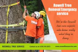 Roswell Tree Service, Roswell Tree Removal, Tree Removal In Roswell, Tree Removal Roswell, Roswe ...
