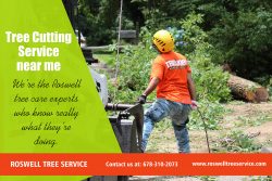 Roswell tree removal company