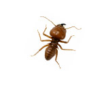 Ant Pest Control Mount Waverley