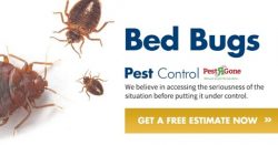 Cockroach Control Toronto – Pest R Gone