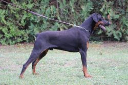 Fully Trained Doberman for Sale
