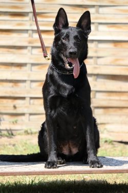 German Shepherd Guard Dog for Sale