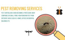 Pest Removing Service