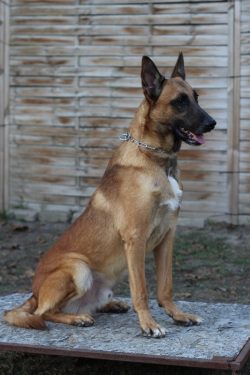 Trained Belgian Malinois for Sale