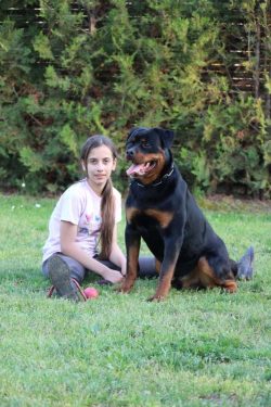 Trained Rottweiler for Sale