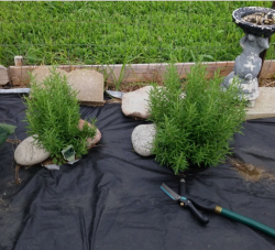 Rosemary Plant Care