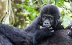 Gorilla Trekking in Uganda & Rwanda