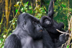 Devine African Safaris welcomes you to Uganda & Rwanda the home of Mountain Gorilla Trekking