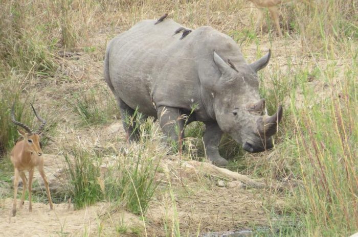Ziwa Rhino Tracking with Devine African Safaris