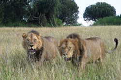 Uganda Wildlife safaris