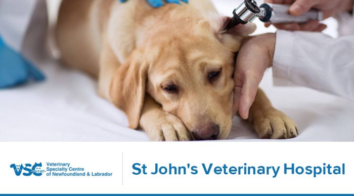 VSCNL – St John’s Veterinary Hospital
