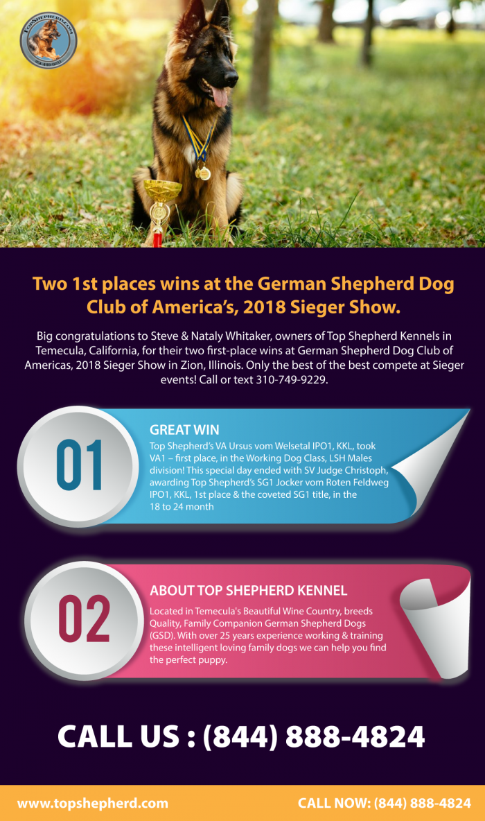Two 1st places wins at the German Shepherd Dog Club of America’s, 2018 Sieger Show