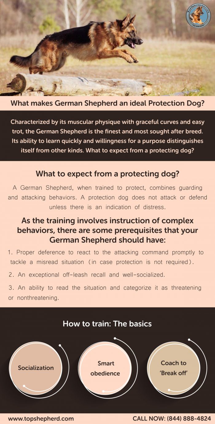 What makes German Shepherd an ideal Protection Dog?