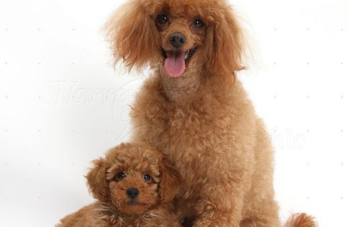 Poodle puppies for sale in Dubai
