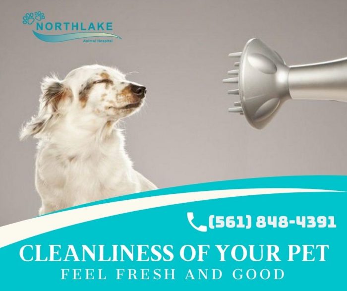 The Leading Dog Grooming Service