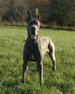 Trained Black and White Great Dane Puppy