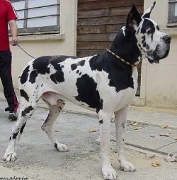 Browse Great Dane Mix Puppies for Sale in US
