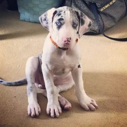 Well Known Harlequin Great Dane Breeders in US