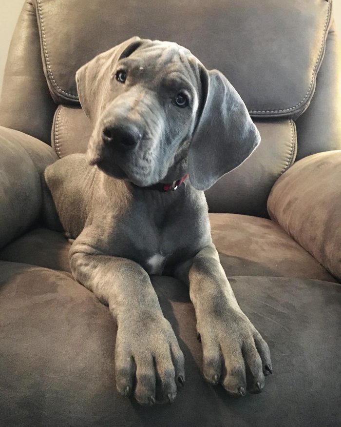 Great Dane Puppies for Sale at Cheap Prices in US