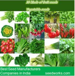 Vegetable Seeds Manufacturers