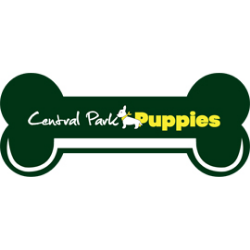 Puppies for Sale NY – Central Park Puppies