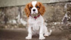 Cavalier King Charles Spaniel Puppies for Sale – Central Park Puppies