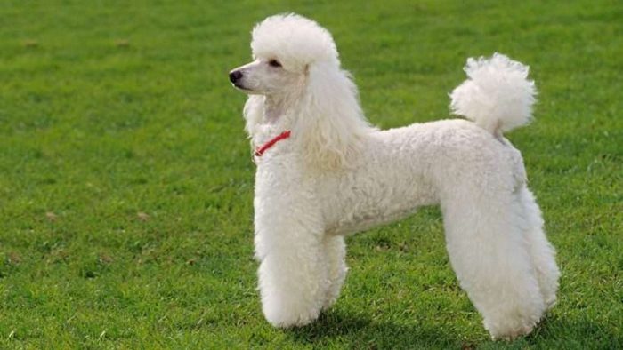 Poodle Puppies for Sale – Central Park Puppies