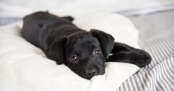 How to Get a New Dog Acclimated to Life in Your Home