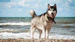 Siberian Husky Puppies for Sale – Central Park Puppies
