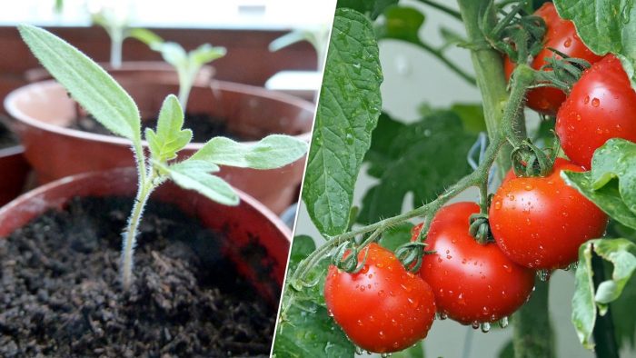 Tips for Growing the Best Tomatoes Ever By john deschauer