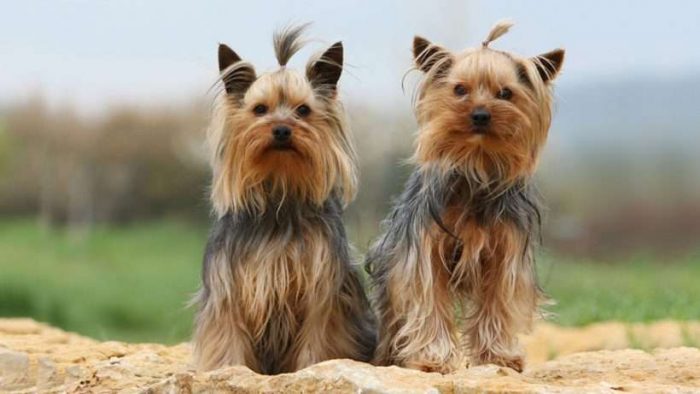 Yorkshire Terrier Puppies for Sale – Central Park Puppies