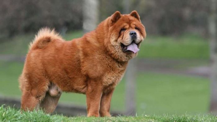 Chow Chow Puppies for Sale – Central Park Puppies