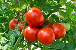 John Deschauer – Ideas for The Best Tomato Growing