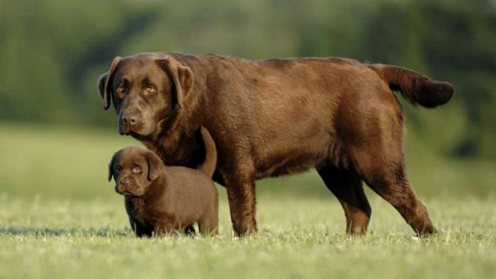 Labrador Retriever Puppies for Sale – Central Park Puppies