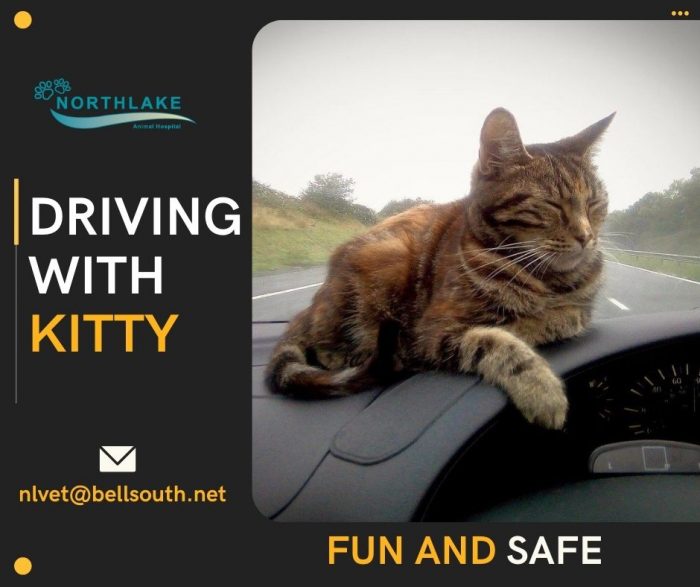 Travel Safely with your Pet