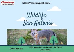 Wildlife san Antonio – Centrury Pest Control