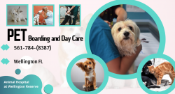 Choosing the Right Vet for Your Pet
