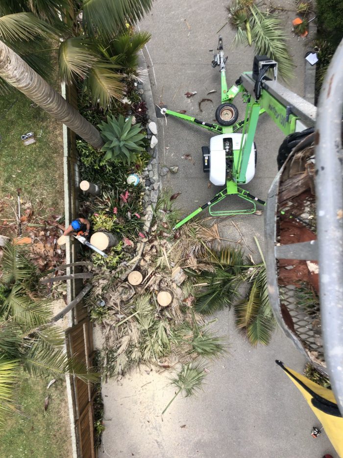 Offering Tree Removal in Auckland