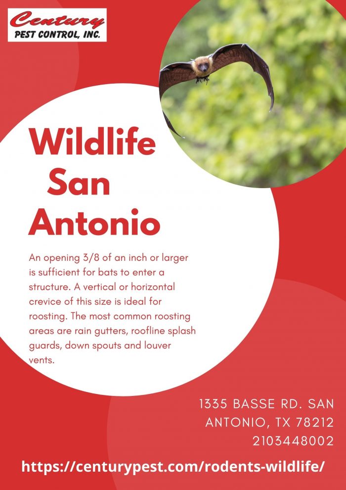 Wildlife San Antonio – Century Pest Control