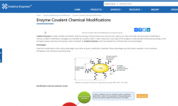Enzyme Covalent Chemical Modifications