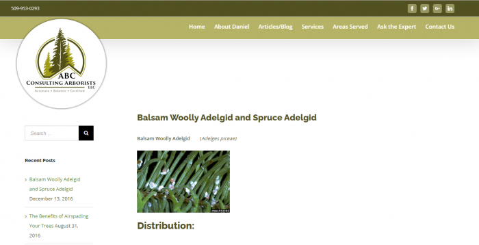 Balsam woolly adelgid