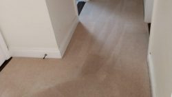 How To Keep Your Carpet Clean As A Pet Owner