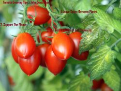 Tomato Growing Tips | John Deschauer