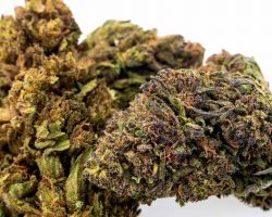 CBD flower: the therapeutic version of cannabis