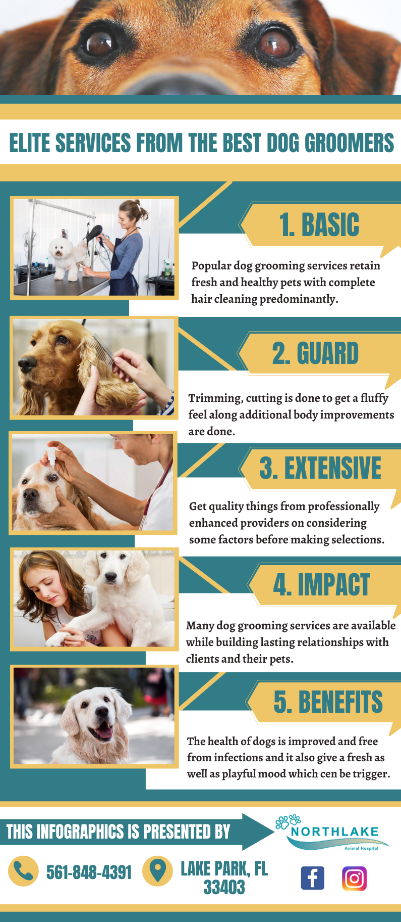 Dedicated Experts For Dog Grooming