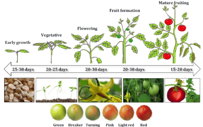 Tomato Plant Growing Timings | John Deschauer